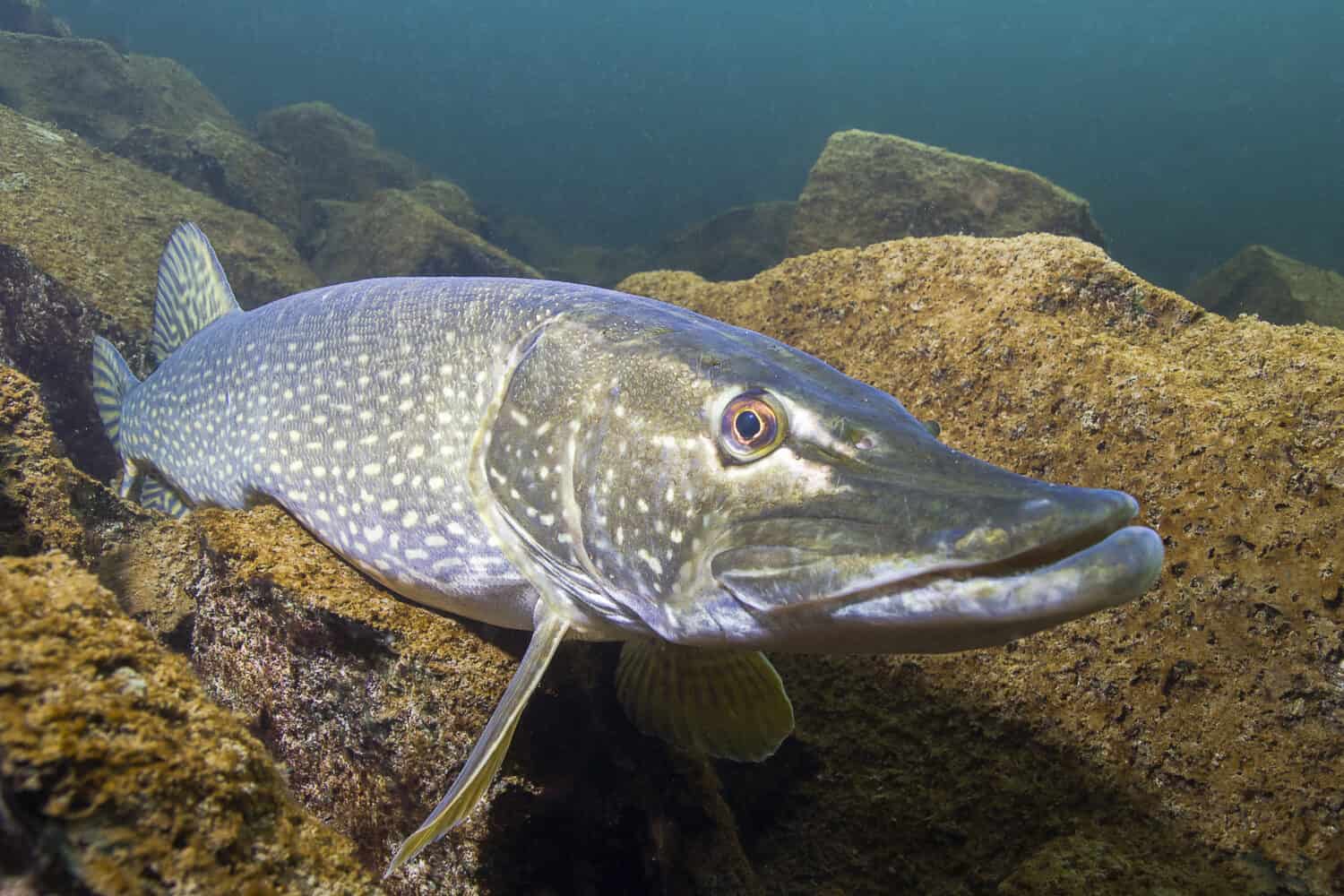 Pesci d'acqua dolce Luccio (Esox lucius) nella bella sterlina pulita.  Scatto subacqueo con bel bacground e luce naturale.  Animale selvatico. 