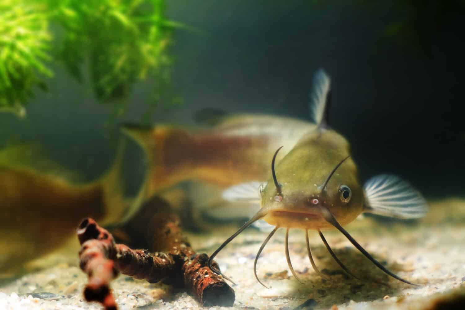 Pesce gatto del canale, Ictalurus punctatus, predatore d'acqua dolce nell'acquario di pesci biotopo europeo