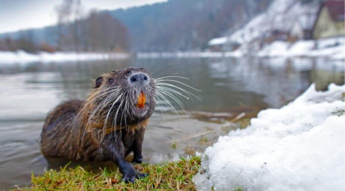 capibara vs nutria