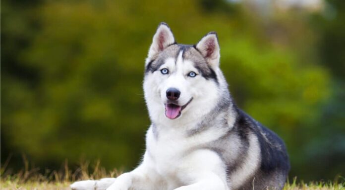 Husky siberiano sdraiato sull'erba. 