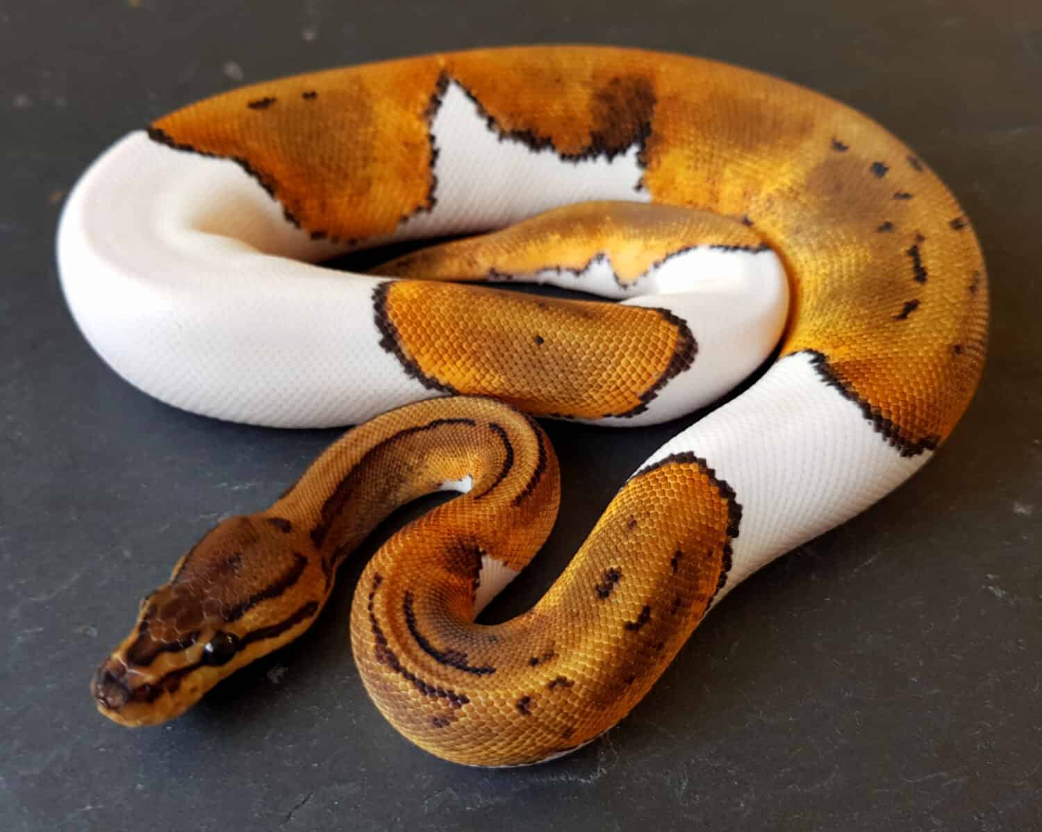 Pinstripe Pied Ball Python, animale rettile serpente reale pezzato