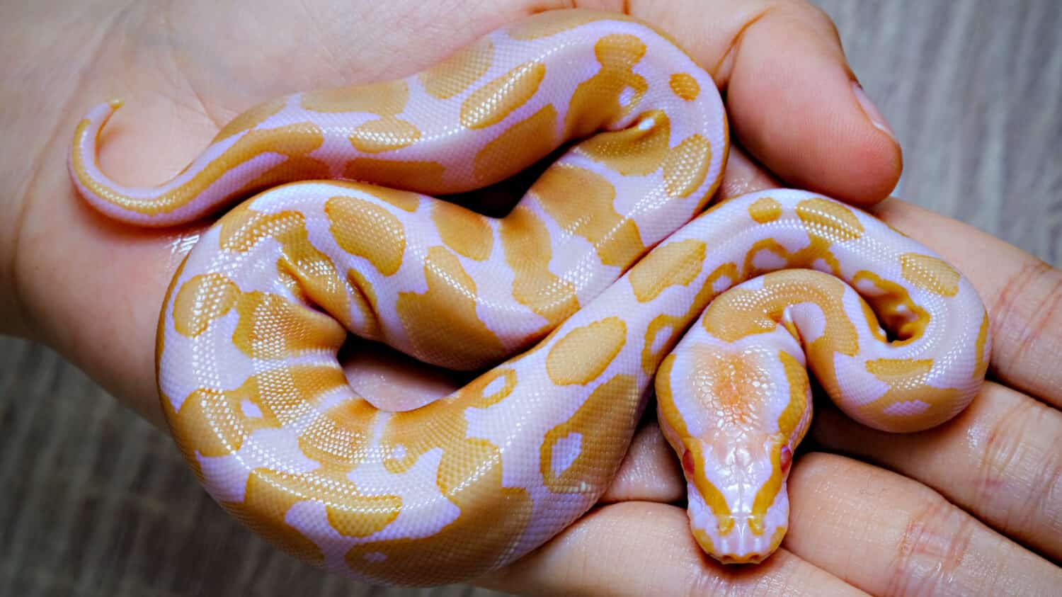 Pitone reale (Python regius), serpente per principianti e molto amato dai bambini, uova di serpente.