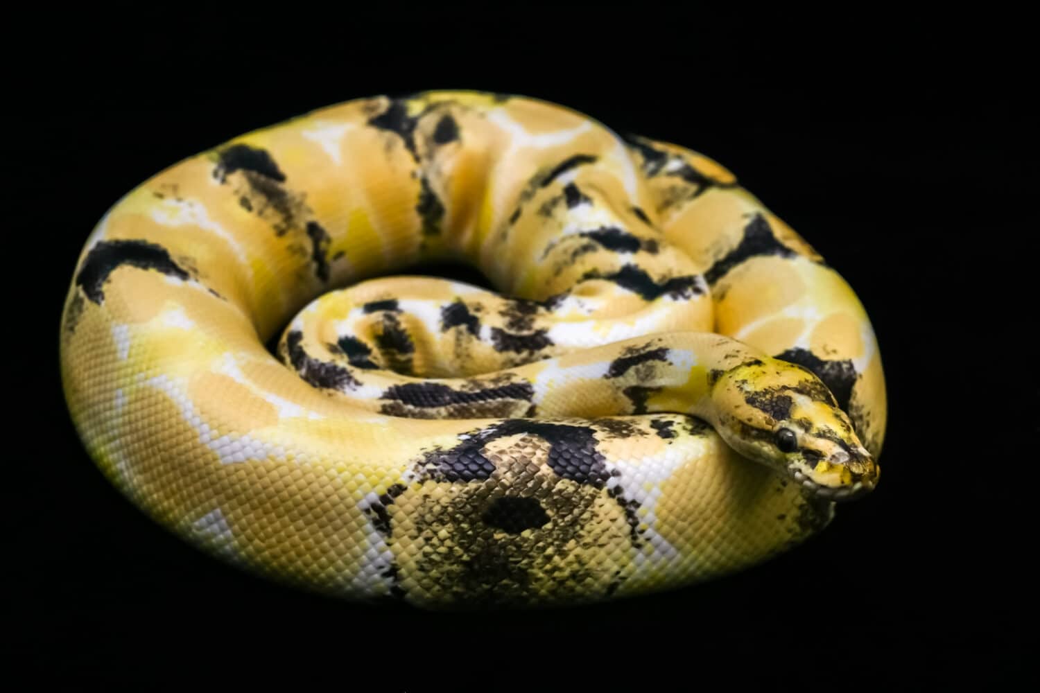 Paradox calico morph Pitone palla (python regius) su sfondo nero. Immagine di un bellissimo serpente per animali esotici o per allevatori di rettili. Incredibile motivo sulla pelle di serpente.