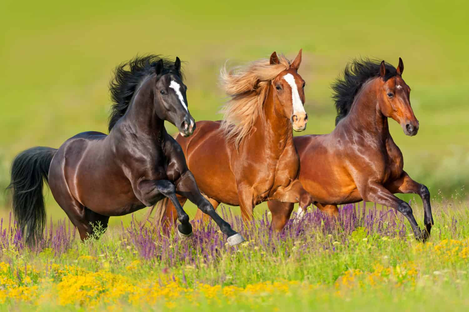 I cavalli corrono al galoppo nel prato fiorito 