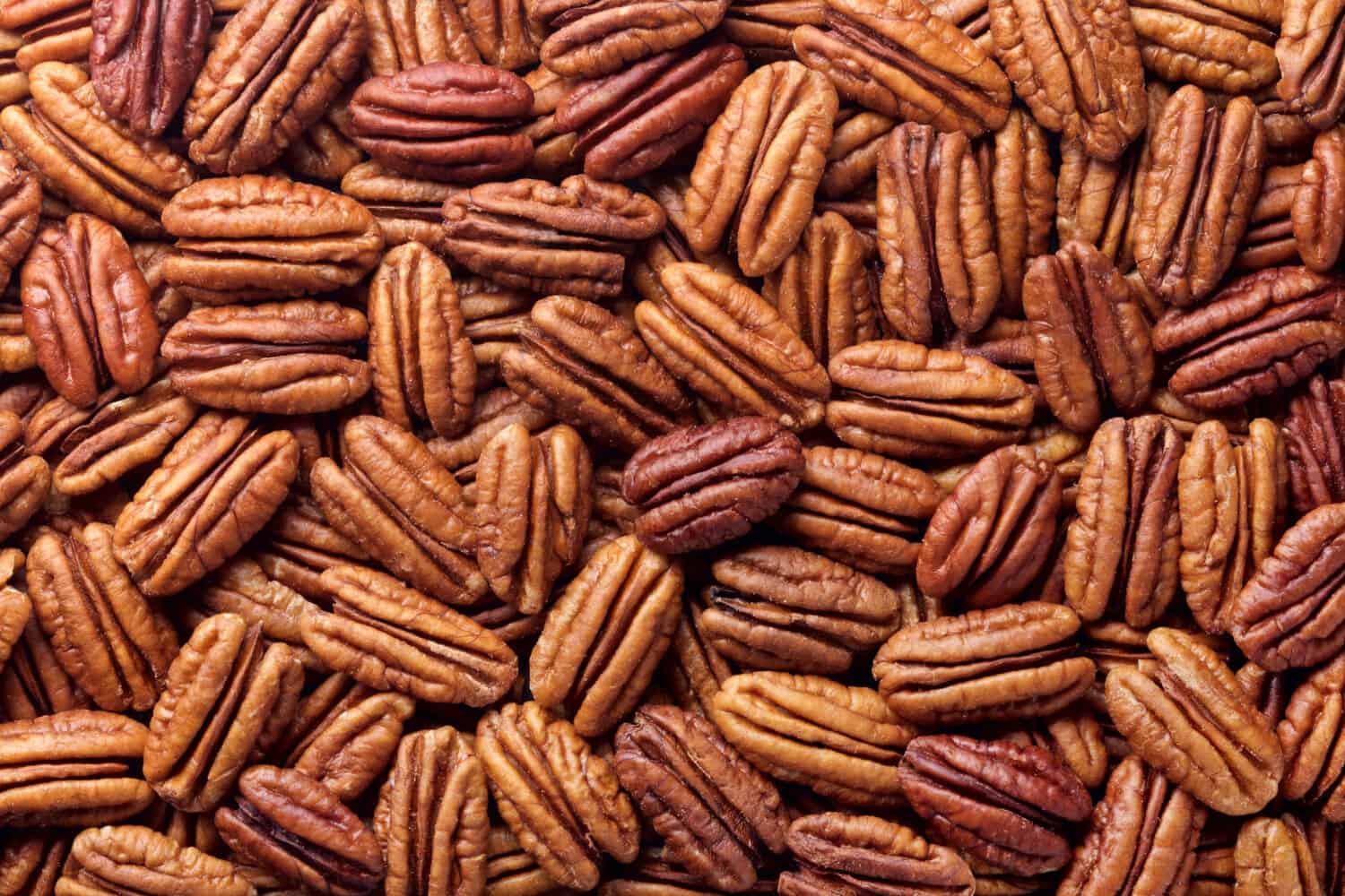 noci pecan