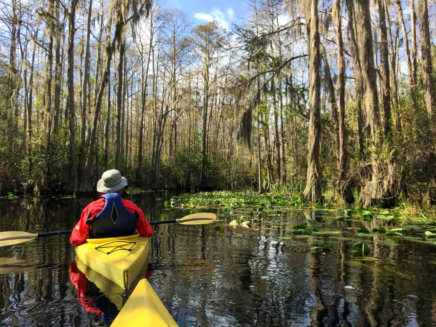 Un paio di kayak attraverso la grande palude Blackwater in Okefenokee National Wildlife Refuge.