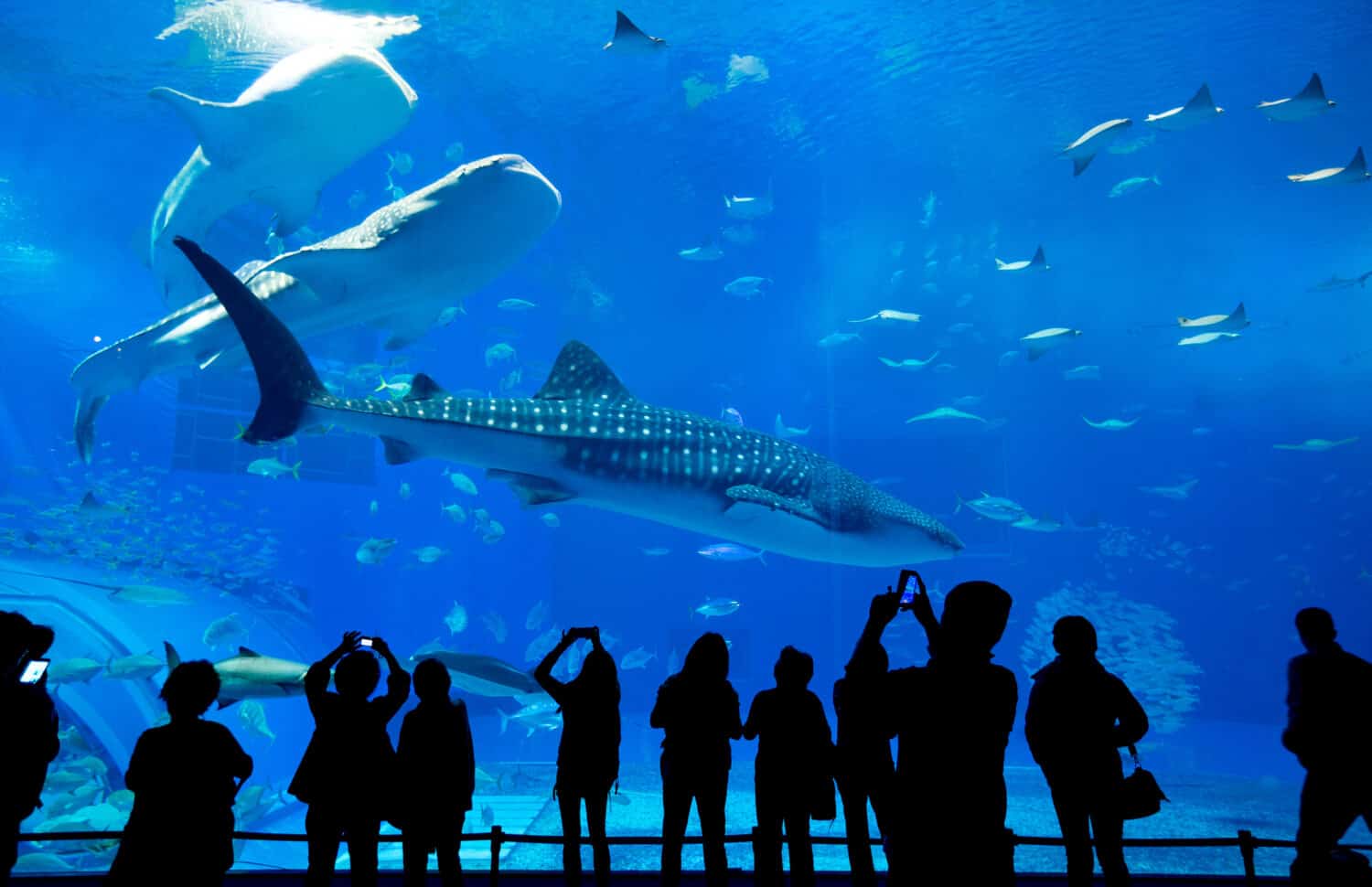 Persone che osservano i pesci all'acquario