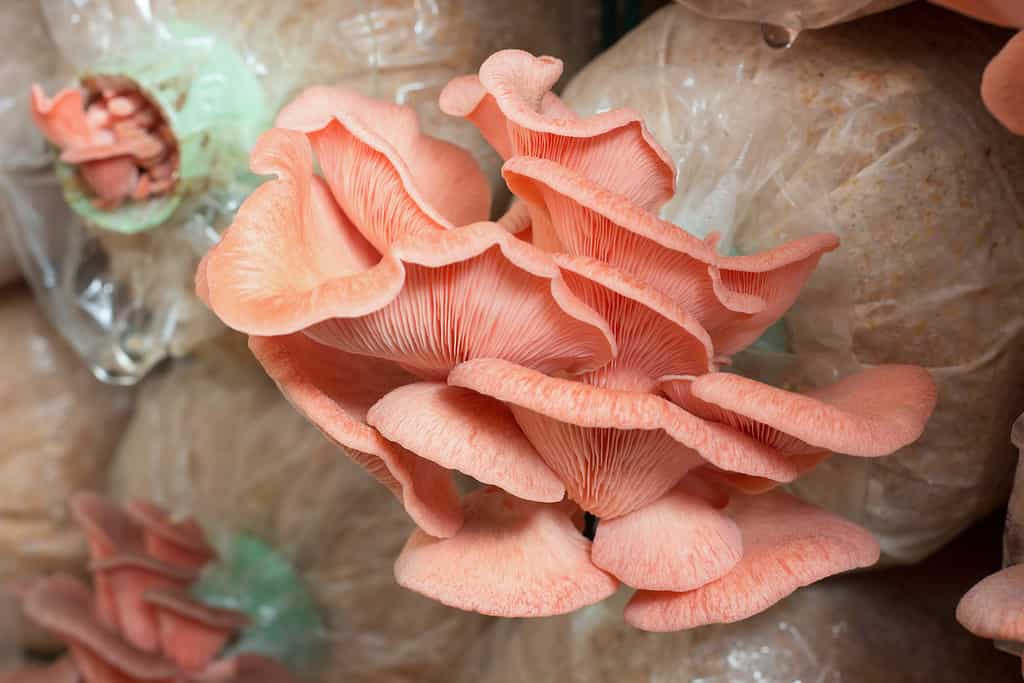 Pleurotus djamor, fungo di ostrica rosa