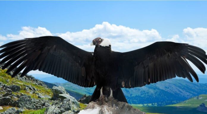 I più grandi uccelli rapaci - Condor delle Ande
