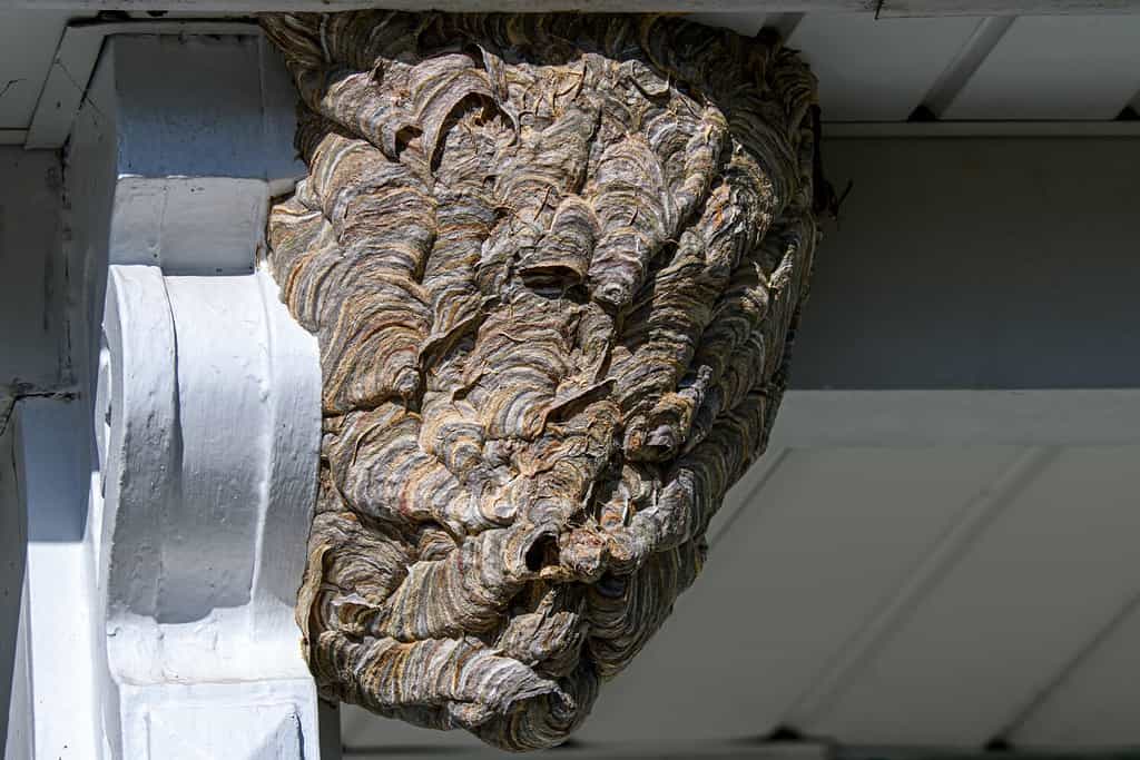 Nido di carta calabroni dalla faccia calva.  È una specie di vespa dalla giacca gialla e non un calabrone.  Le colonie contengono da 400 a 700 lavoratori.  I lavoratori difendono aggressivamente il loro nido pungendo ripetutamente gli invasori.