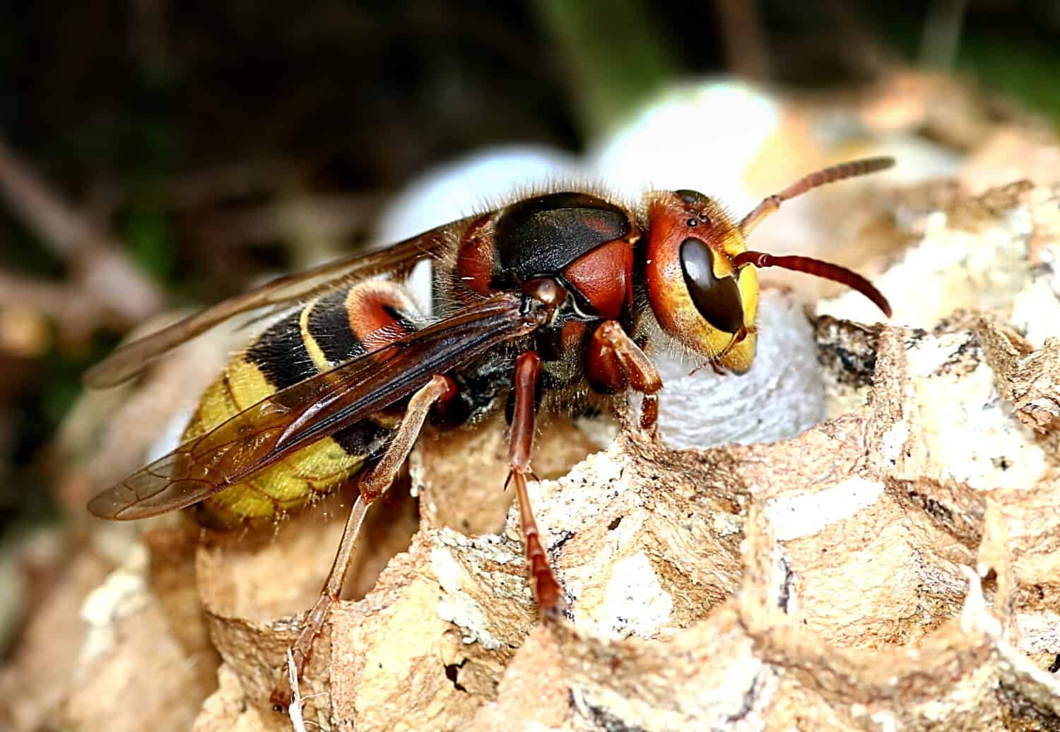 Calabrone europeo (Vespa crabro) impegnato nella costruzione di un vespaio.