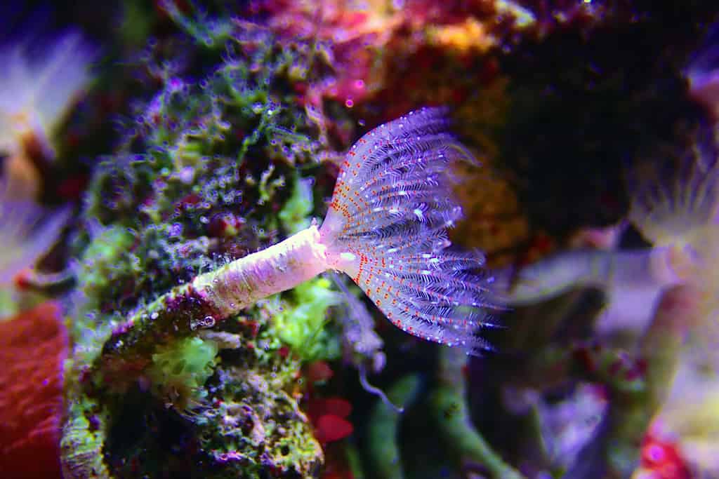 Verme bianco minuscolo del tubo nella scena macro in aquaium marino della barriera corallina