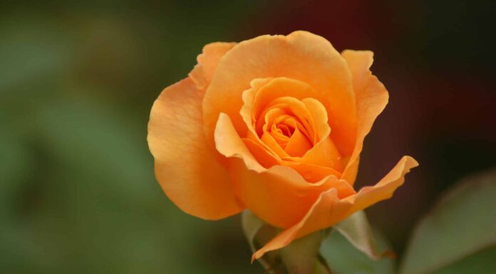 5 delle rose più belle da coltivare nel Missouri
