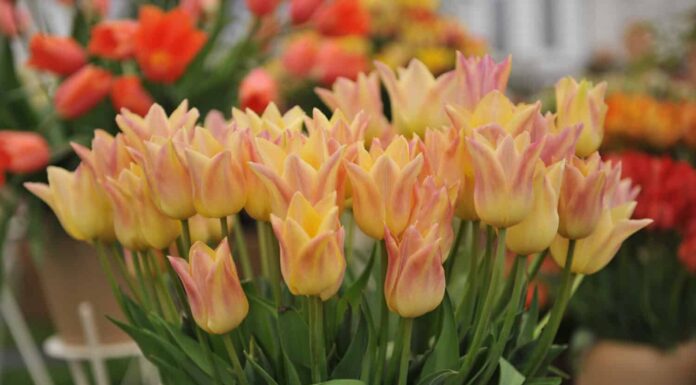 5 tulipani che crescono alla grande nel Maine
