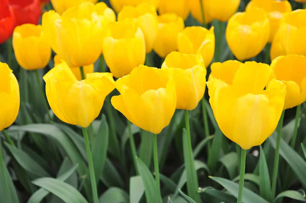 I tulipani gialli Triumph (Tulipa) Golden Prins Claus fioriscono in un giardino in aprile