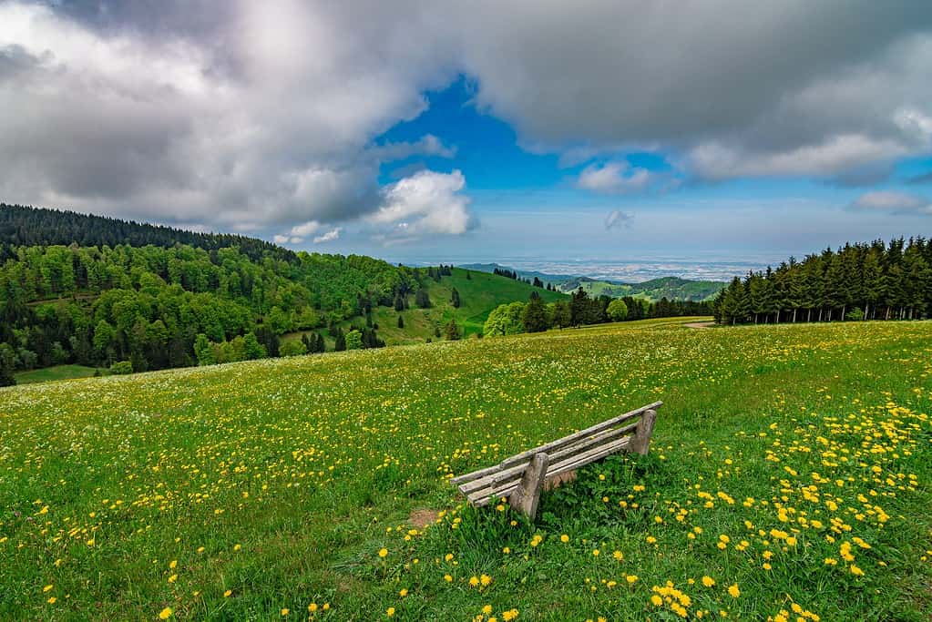 Un prato verde e giallo con una panchina e una vista sulla valle nel Parco Nazionale della Foresta Nera in Germania