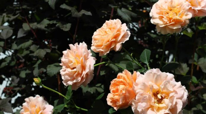 Peach color flowers of rose Polka (selected in France by Meiland) in a summer garden.