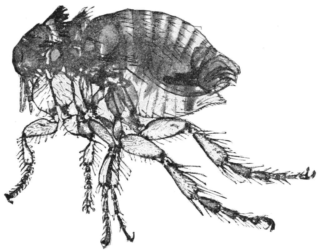 Pulce di coniglio