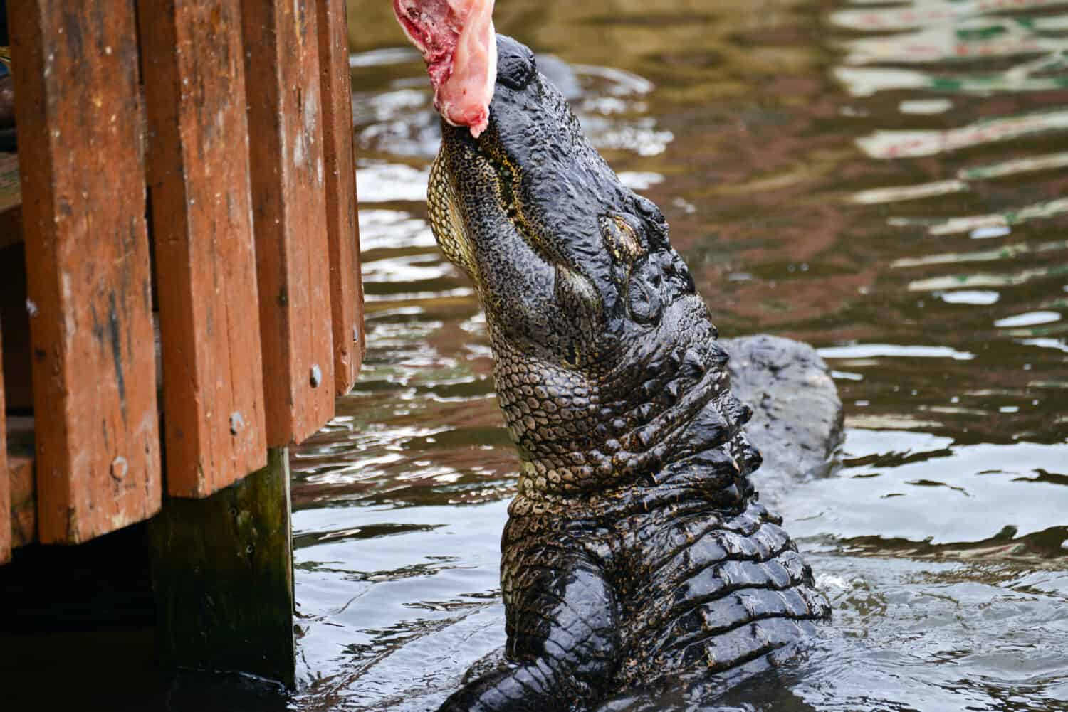 Alligatore che si alimenta nel parco a tema degli alligatori