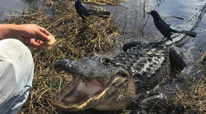Alligatori a Hialeah: sei sicuro di andare in acqua?
