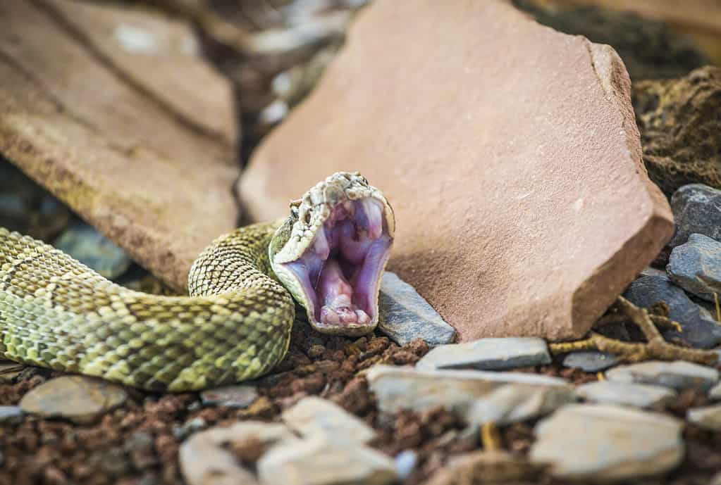Un serpente a sonagli (Crotalus oreganus) pronto a mordere/attaccare, mostrando le sue zanne di serpente