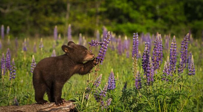 Cucciolo di orso sul registro con fiori