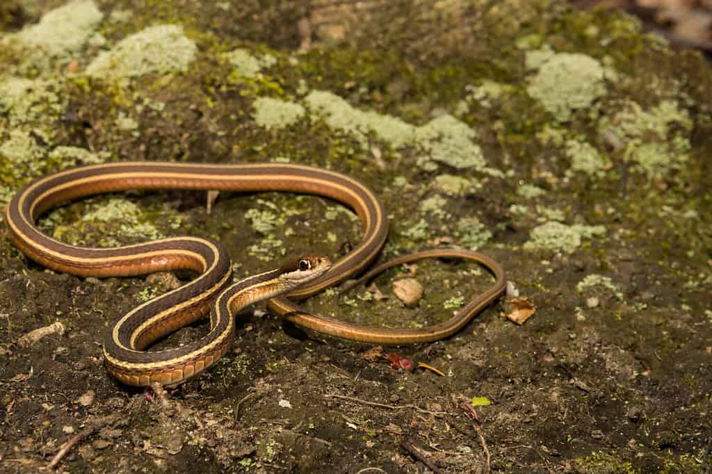 I serpenti a nastro orientali vivono spesso vicino a una fonte d'acqua.