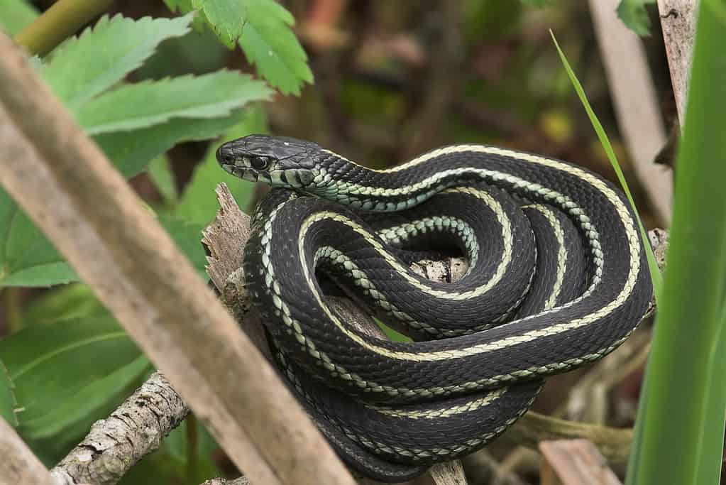 I serpenti giarrettiera sono piccoli e sottili con strisce gialle e nere lungo il corpo.  Si trovano in Nord America e si vedono comunemente vicino a fiumi, laghi e stagni.