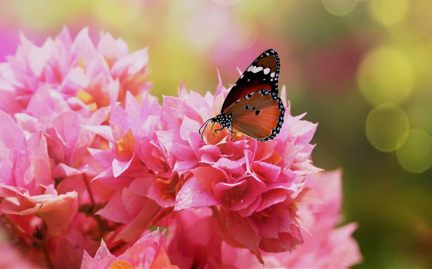 Tigre normale o farfalla regina africana (Danaus chrysippus) su fiori di bouganville rosa.  Quali sono le caratteristiche della farfalla Plain Tiger? La Plain Tiger ( Danaus chrysippus ) è una farfalla di taglia media