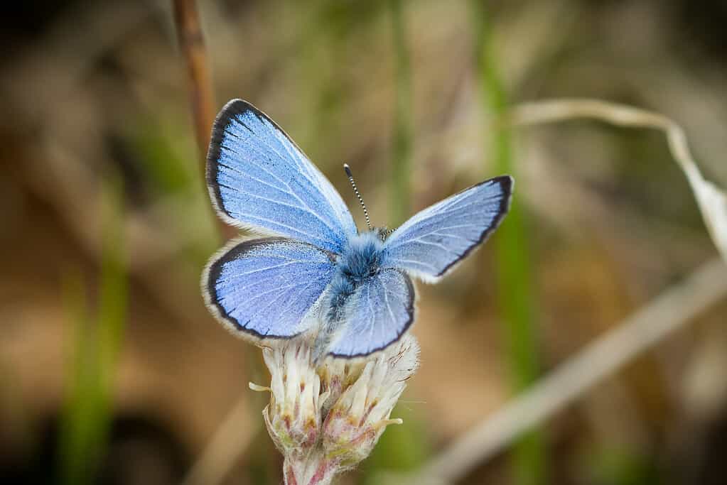 farfalla blu argentata