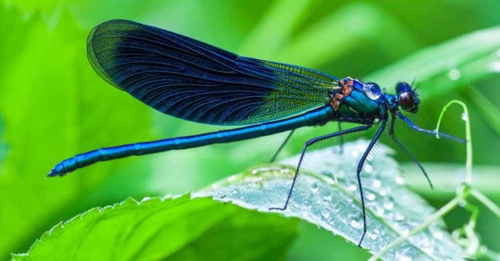 La libellula blu si siede sull'erba in un prato