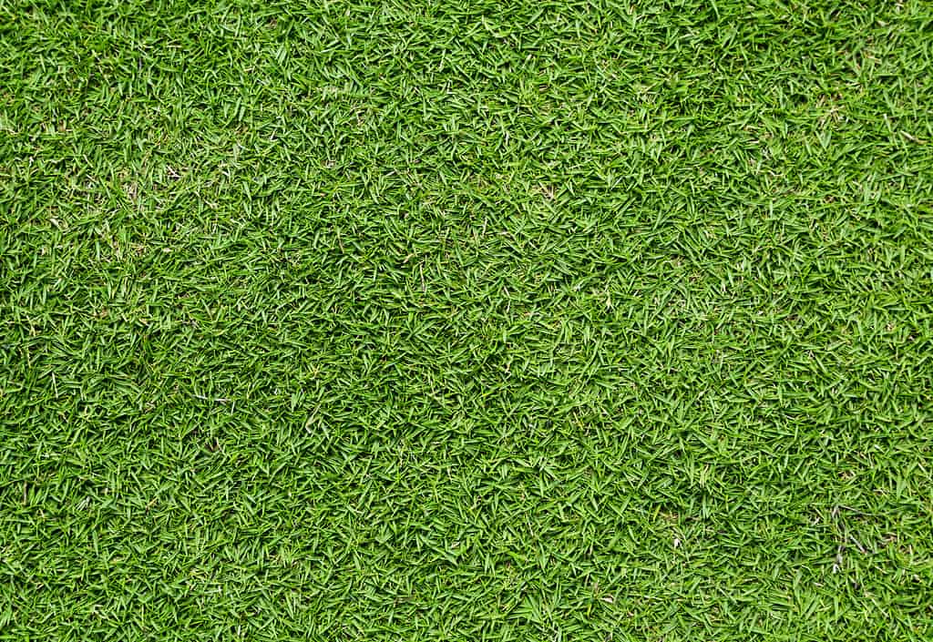 verde corto e spesso Bermuda erba prato sullo sfondo
