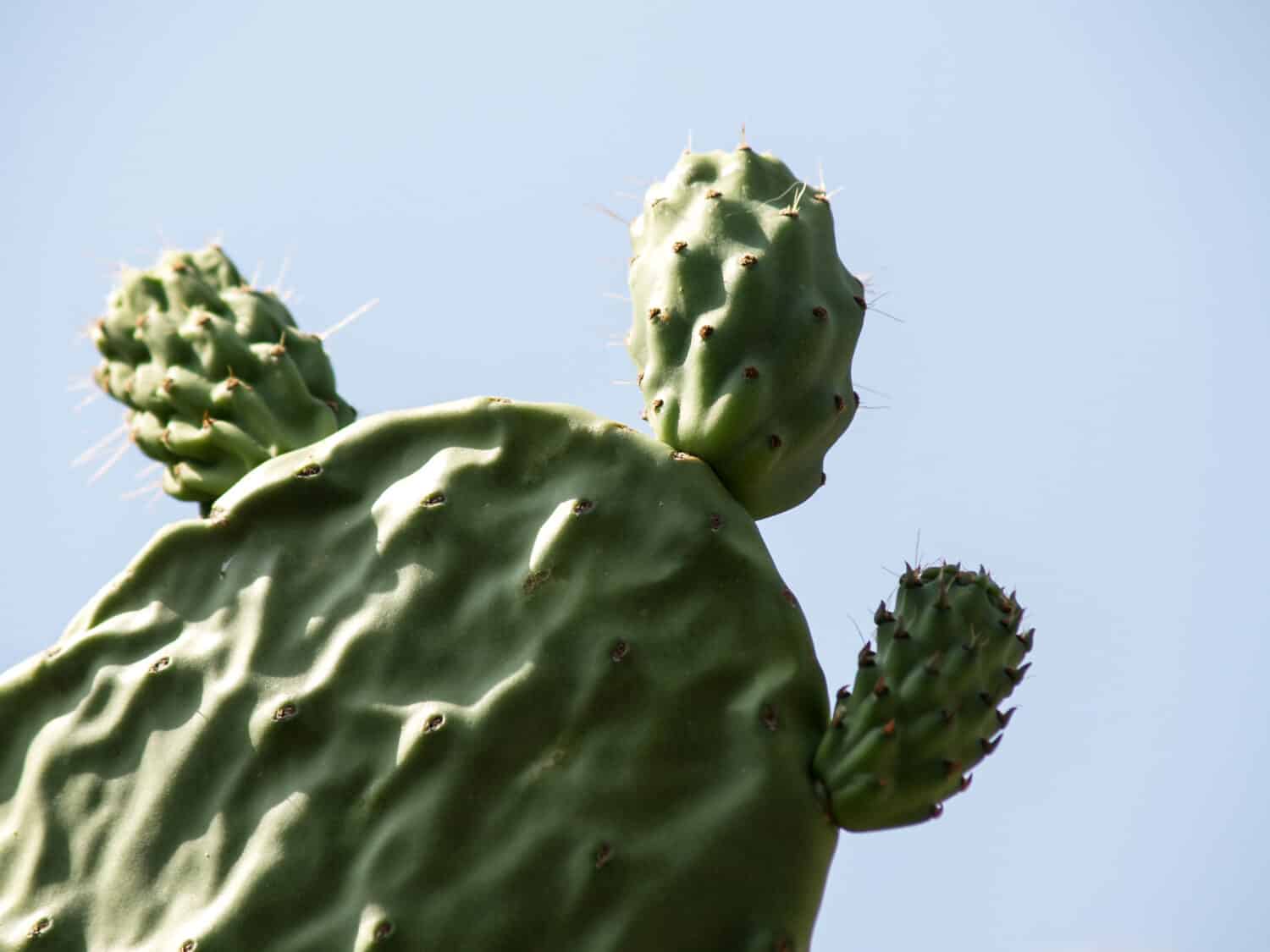 foglia di nopal con aspetto mostruoso