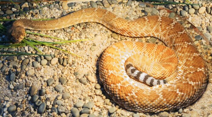 Red Diamondback Rattlesnake appoggiato a terra.