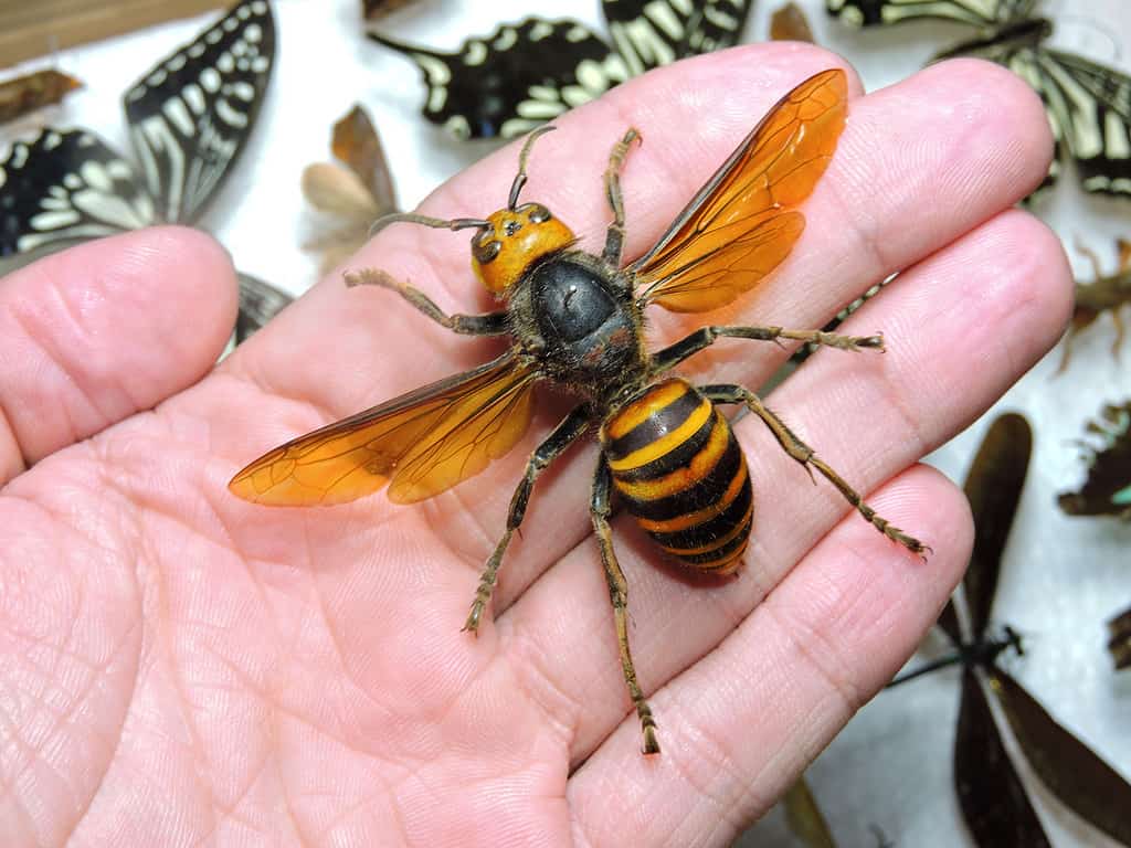 Calabrone gigante asiatico, ape, ala di animale, primo piano, insetto