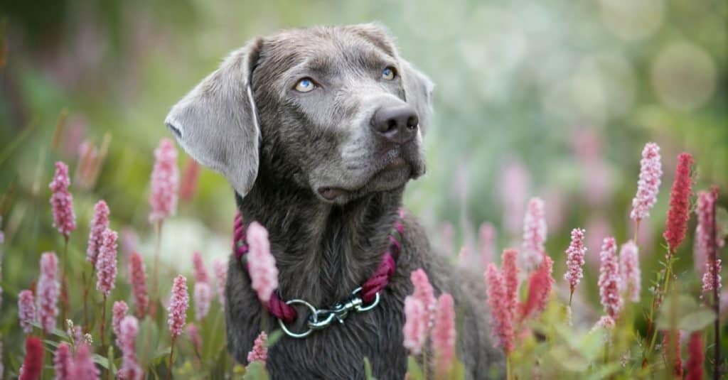 Silver Labrador in un campo con fiori rosa