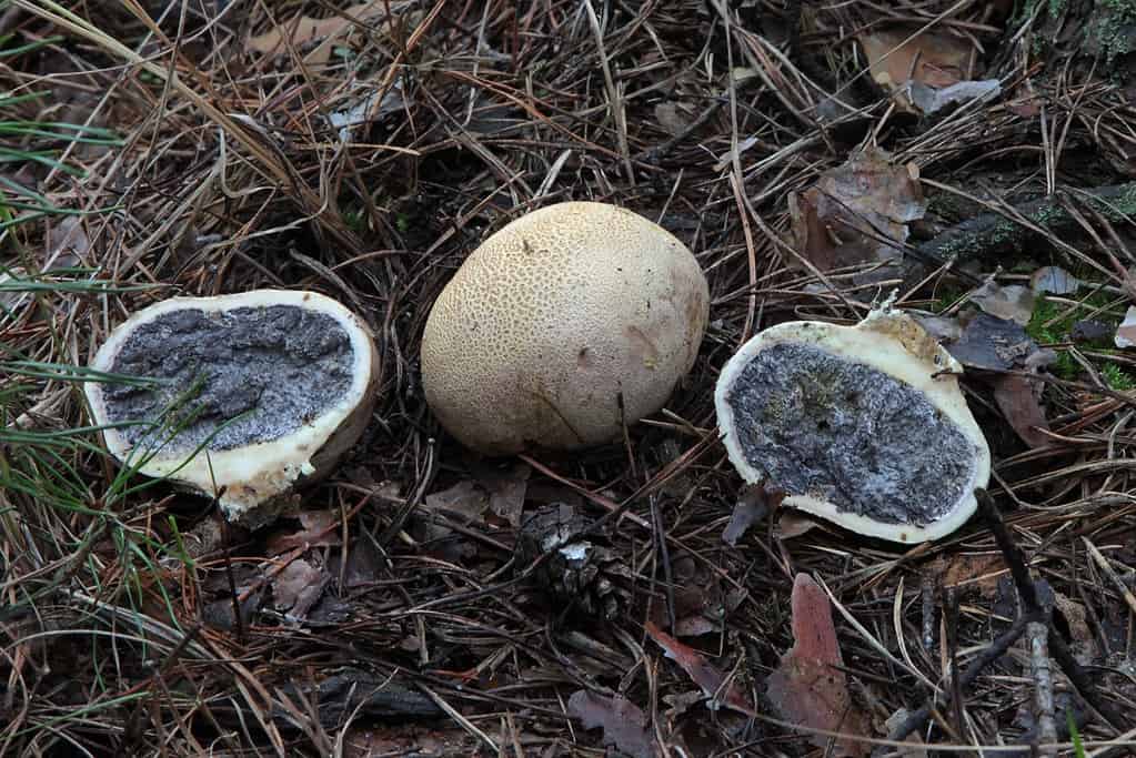 Sclerodermia tossico falso palloncino veleno di pelle di cinghiale