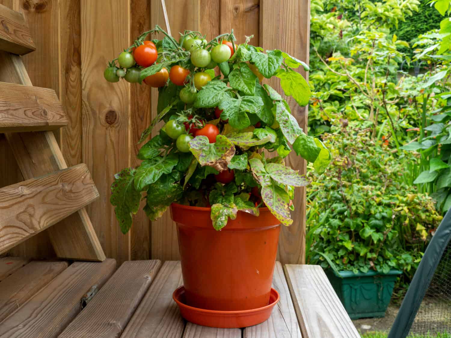 Pianta di pomodoro nano in vaso con pomodori maturi e acerbi, varietà Red Robin