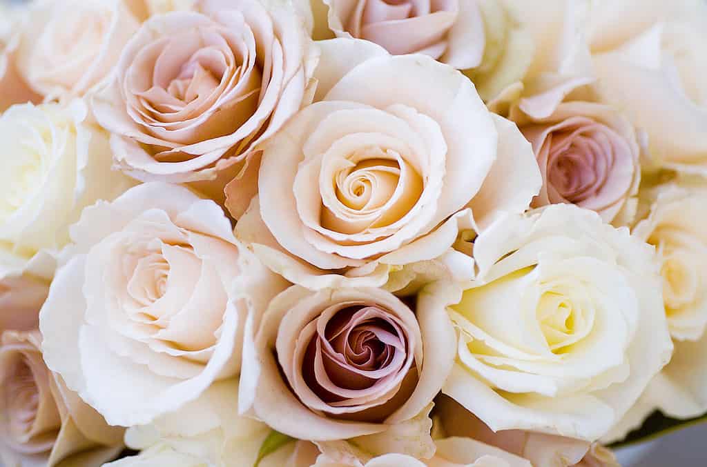 Un primo piano di un bouquet di rose color crema