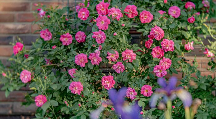 Come potare le rose rampicanti
