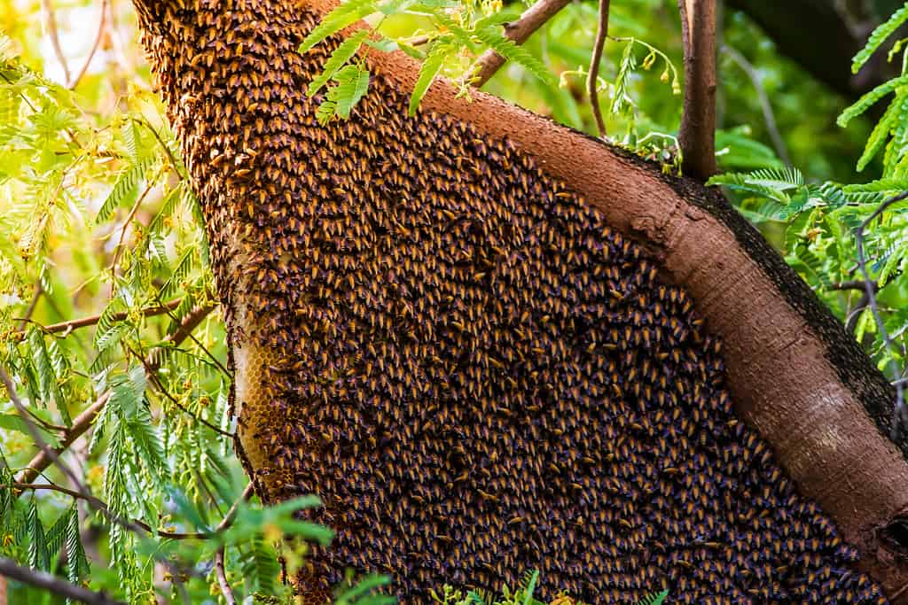 Il nido delle api da miele vive su grandi tamarindi con grandi popolazioni di api in un buon ambiente.