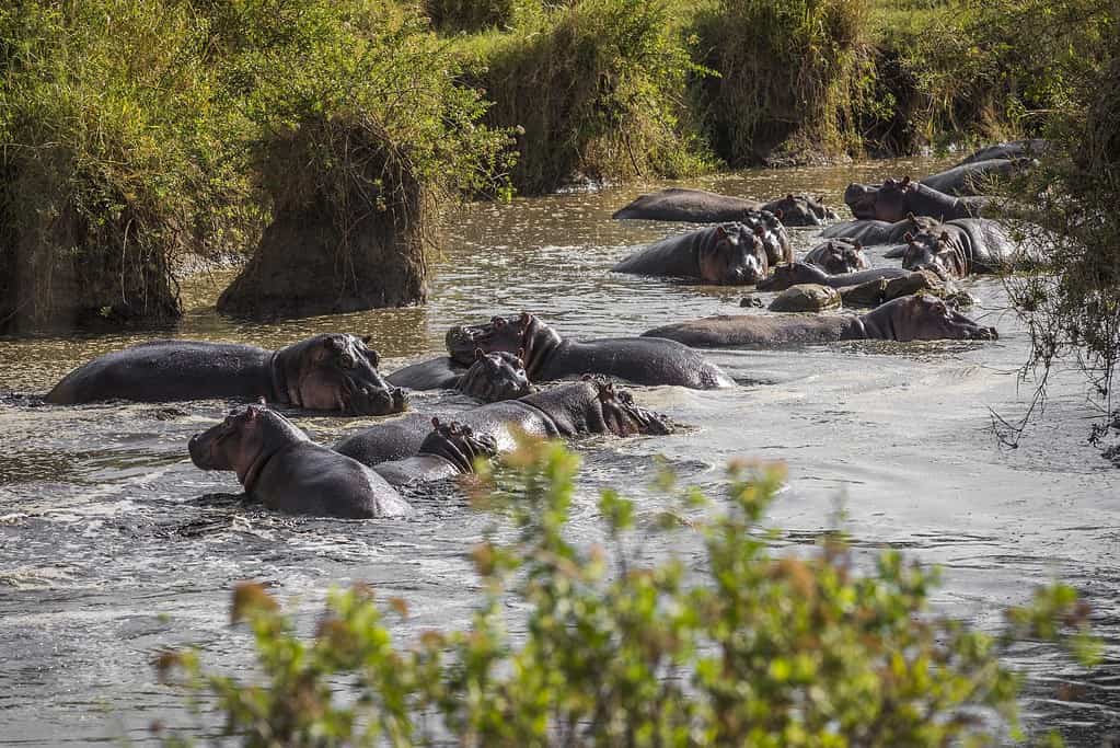 Un folto gruppo di ippopotami giace nell'acqua.Tanzania Serengeti