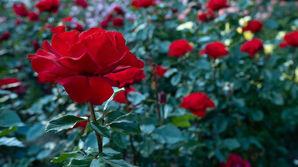 Una rosa a stelo lungo dai colori vivaci che cresce su un cespuglio di rose con foglie verde scuro. 