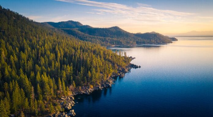 La limpidezza dell'acqua del lago Tahoe è diminuita negli ultimi anni.  Tuttavia, ci sono una varietà di mammiferi, serpenti e pesci a cui prestare attenzione durante le vacanze lì.