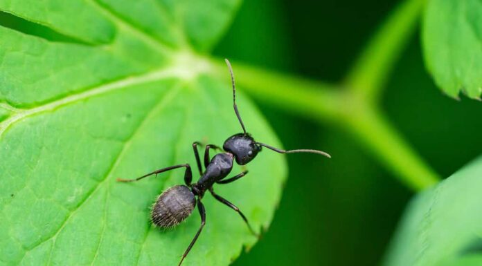 Black Carpenter Ant on Leaf