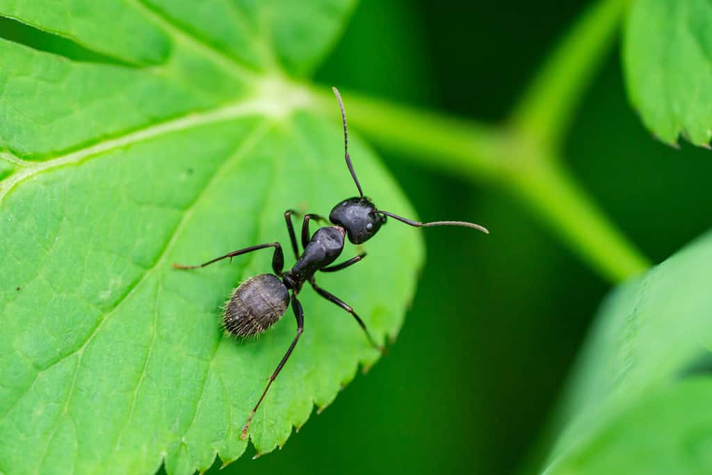 Black Carpenter Ant on Leaf