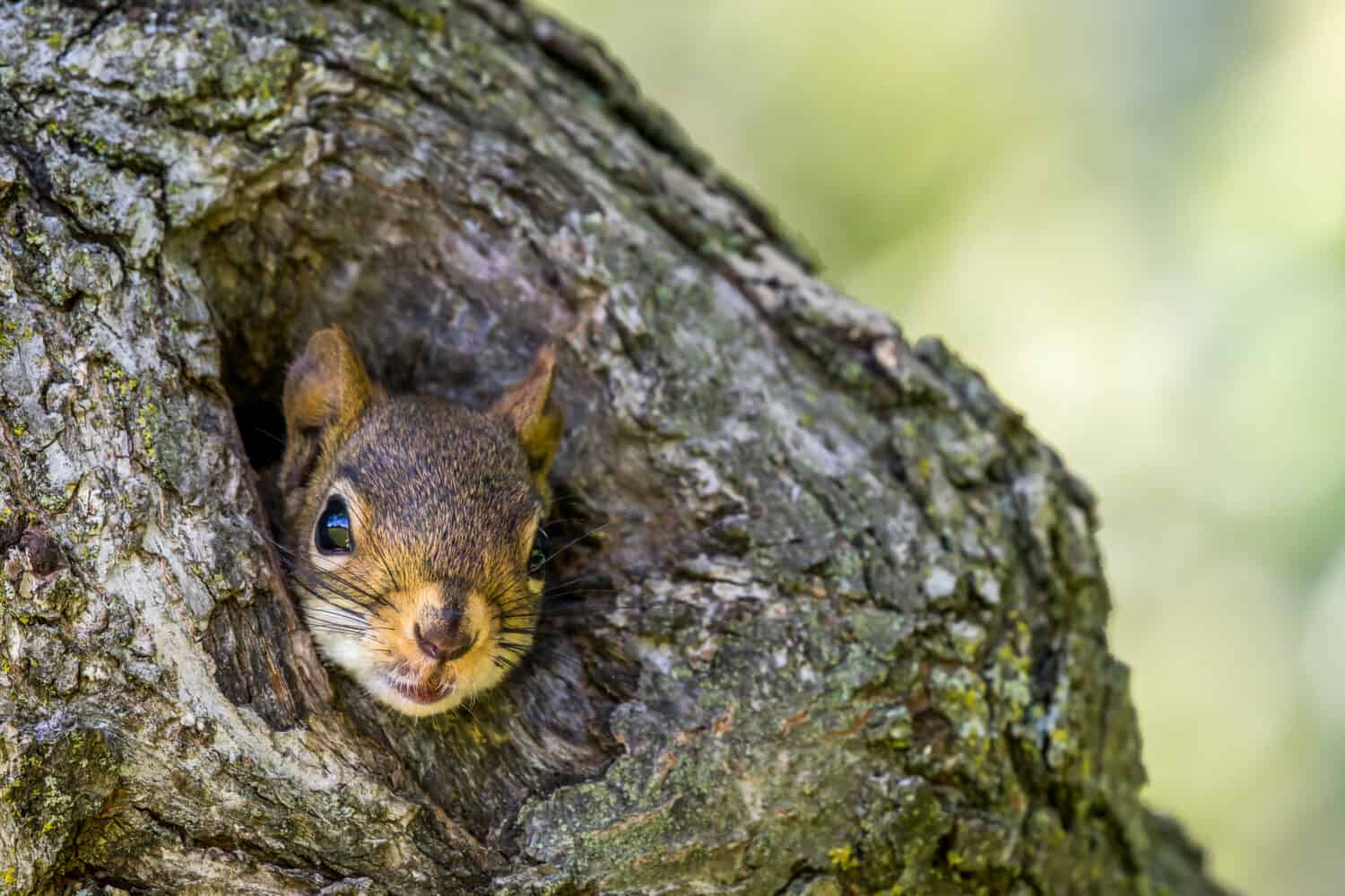Scoiattolo rosso americano - Tamiasciurus hudsonicus, primo piano di scoiattolo che spunta da un piccolo foro di nidificazione in un tronco d'albero.  Bokeh di foglie sullo sfondo.