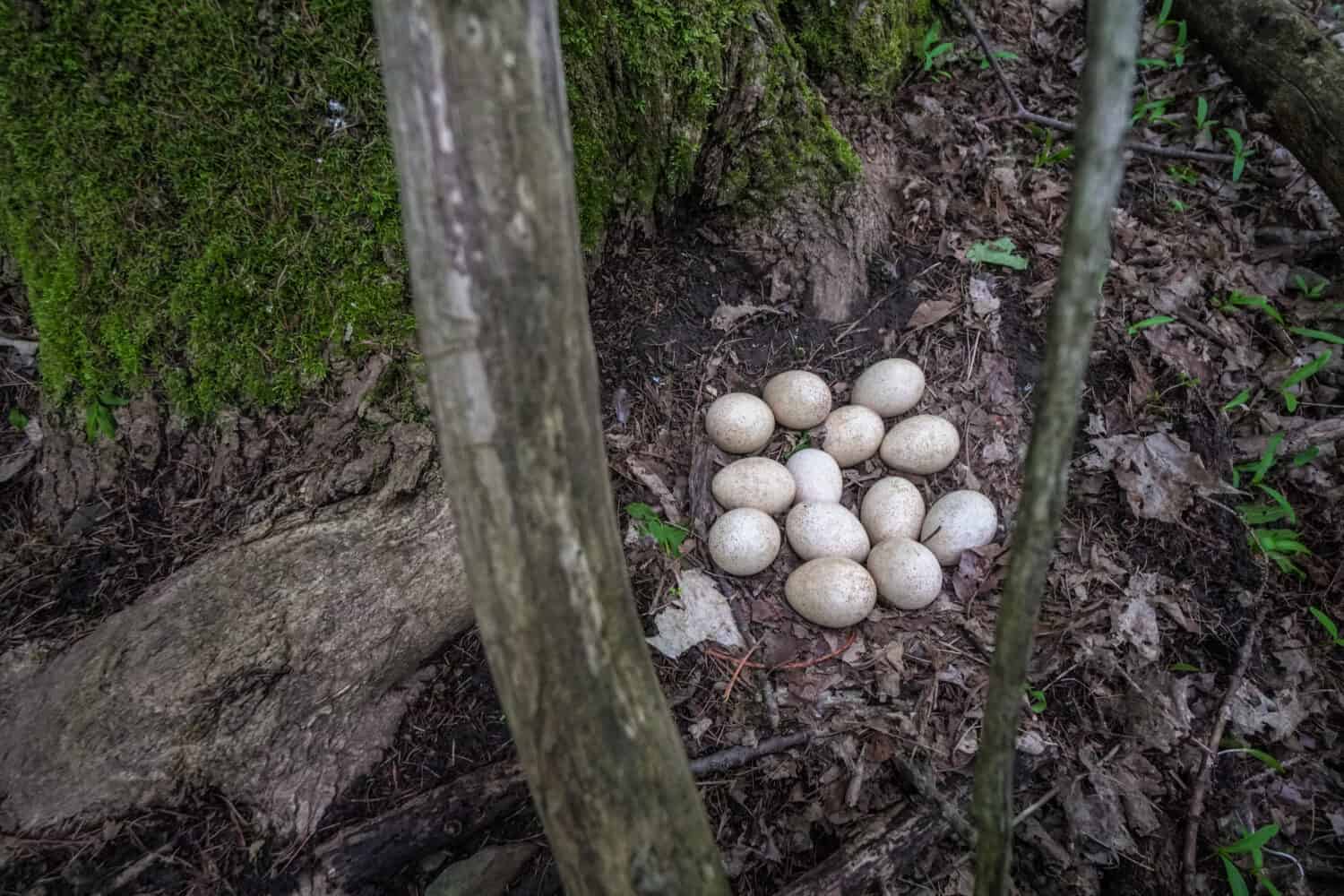 Un nido di tacchino selvatico di 13 uova alla base di un albero coperto di muschio.