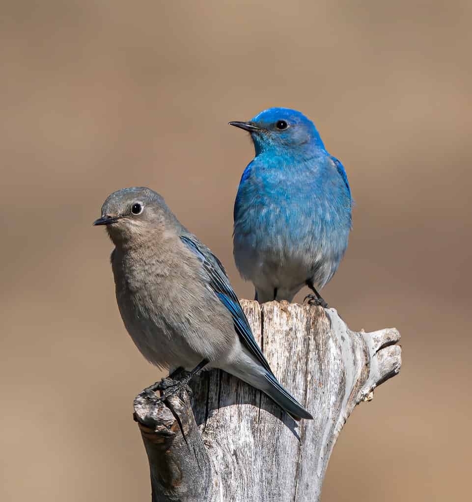 Una coppia di Mountain Bluebirds si ferma per riposarsi durante la spedizione di caccia in casa.
