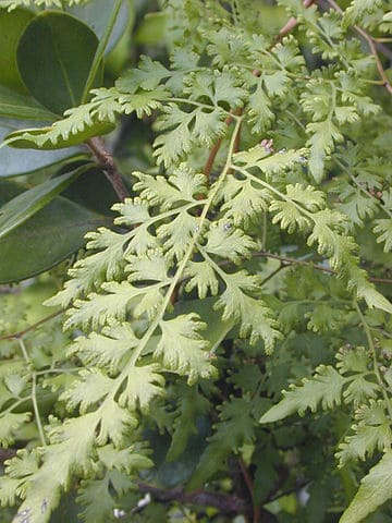 Felce rampicante del Vecchio Mondo